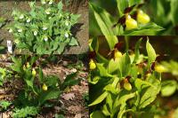 Cypripedium - střevíčník