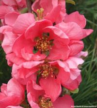 Chaenomeles x superba 'Pink Lady' - kdoulovec