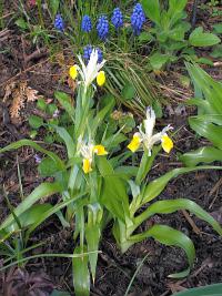 Iiris bucharica - kosatec bucharský