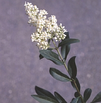 Ptačí zob — často se užívá na stříhané  tvary, proto se s květenstvím moc nesetkáváme