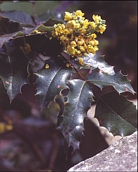 Mahonia aquifolium (PURSH) NUTT. - mahónie cesmínolistá