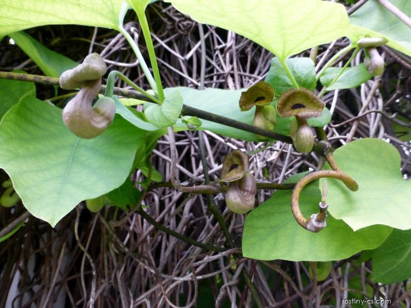 Podrazec Podražec velkolistý - Aristolochia macrophylla, rostlina | Rostliny-cs.com