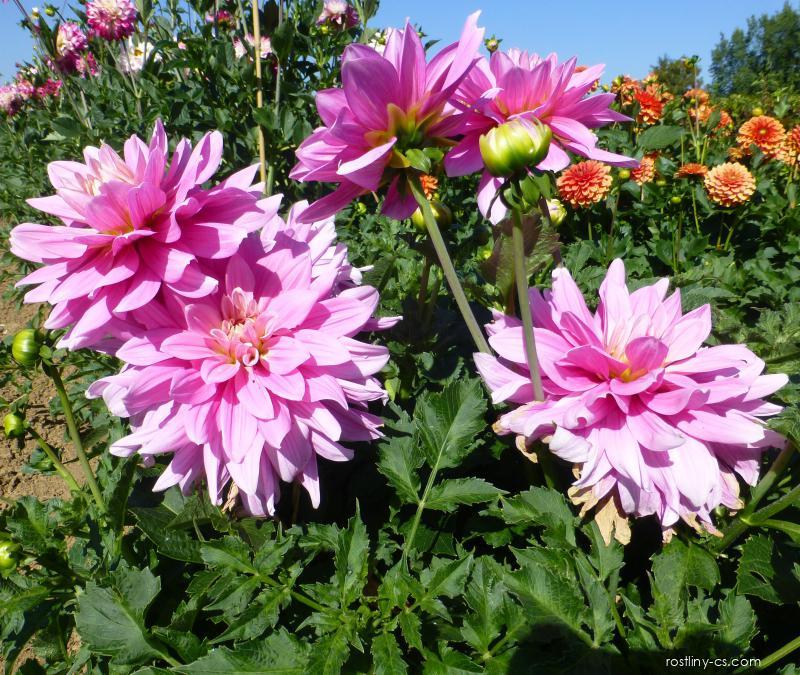 Jiřina - Dahlia Barunka, rostlina | Rostliny-cs.com