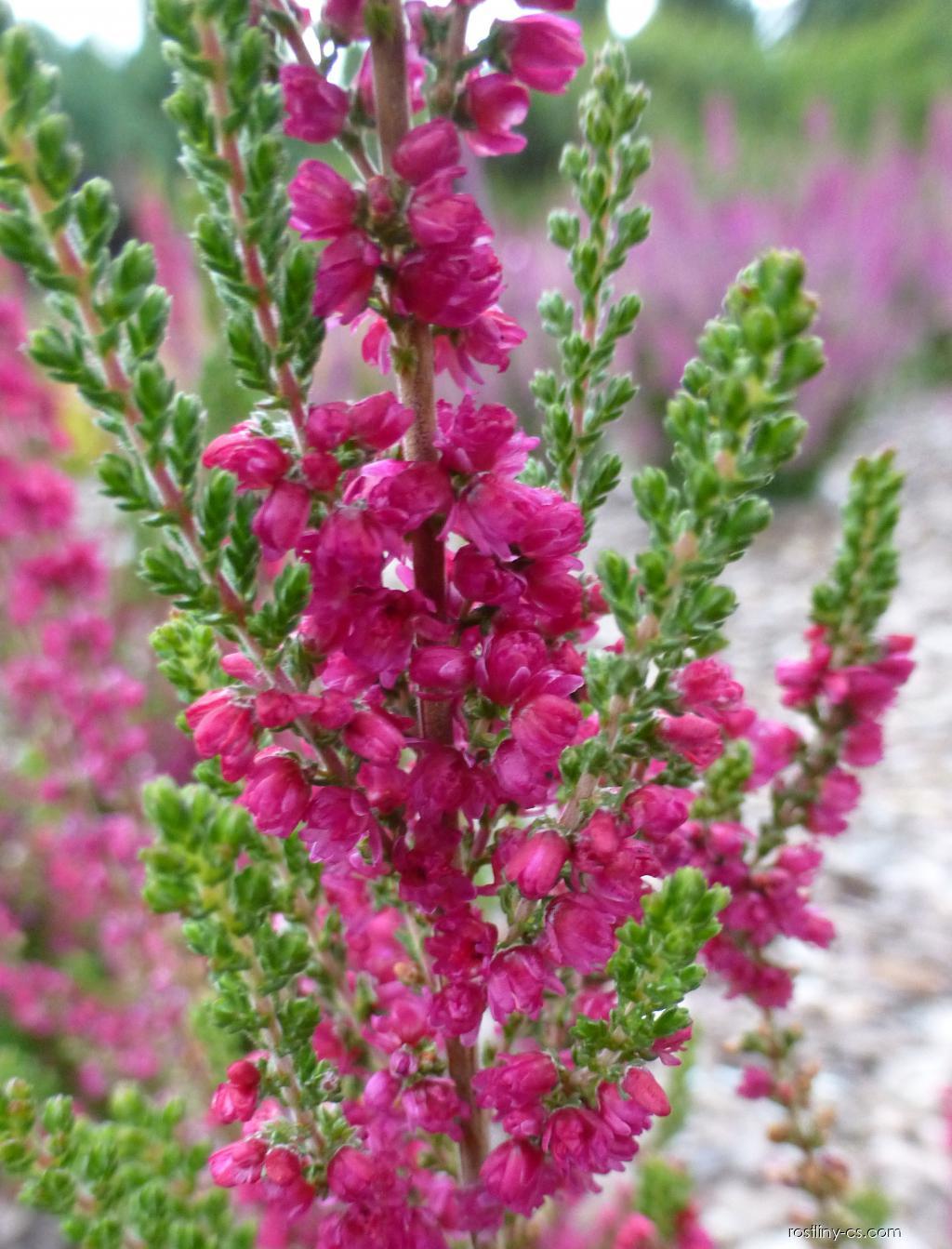 Vres Rostlina Vřes obecný - Calluna vulgaris Dark Beauty, rostlina | Rostliny-cs.com