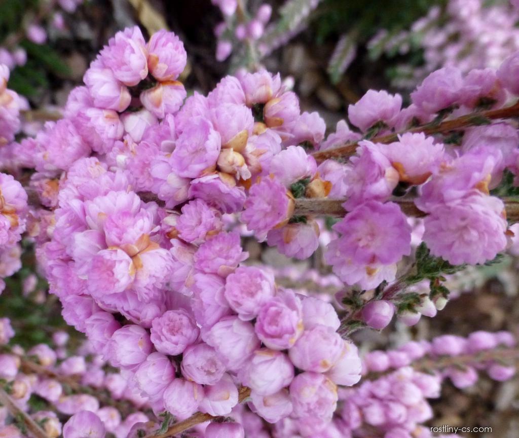 Vres Rostlina Vřes obecný - Calluna vulgaris Elsie Purnell, rostlina | Rostliny-cs.com