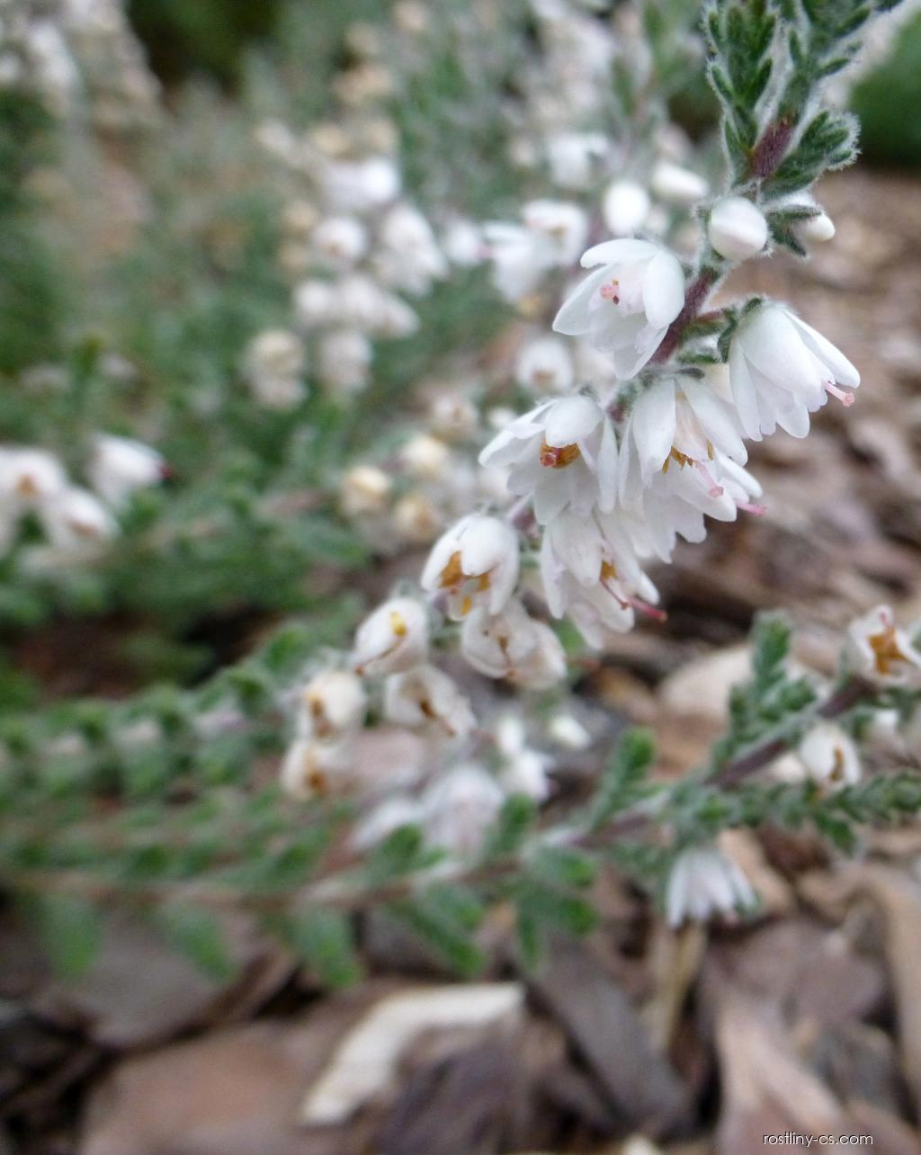 Vres Rostlina Vřes obecný - Calluna vulgaris Beoley Silver, rostlina | Rostliny-cs.com