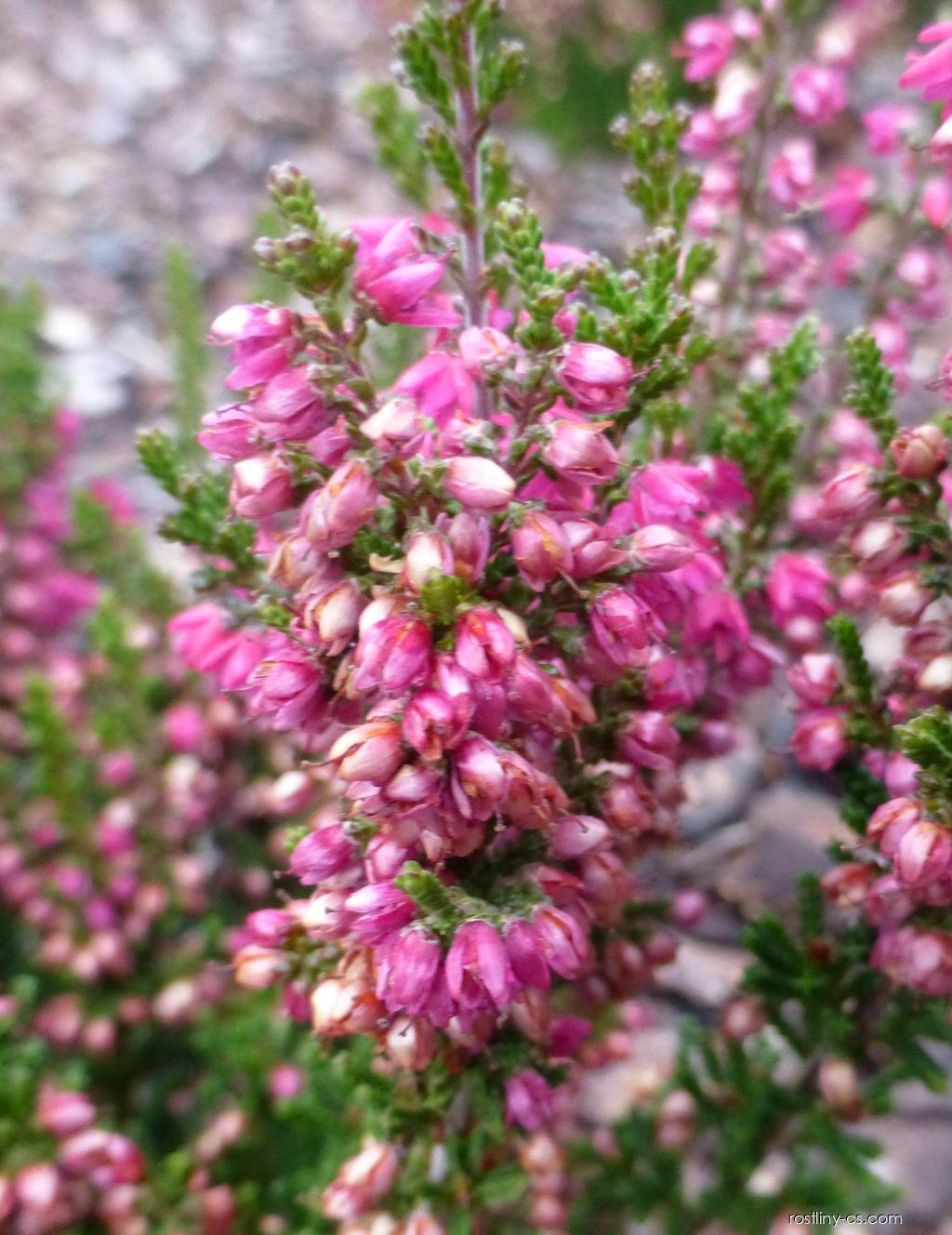 Vres Rostlina Vřes obecný Arabella (Calluna vulgaris) | Rostliny-cs.com