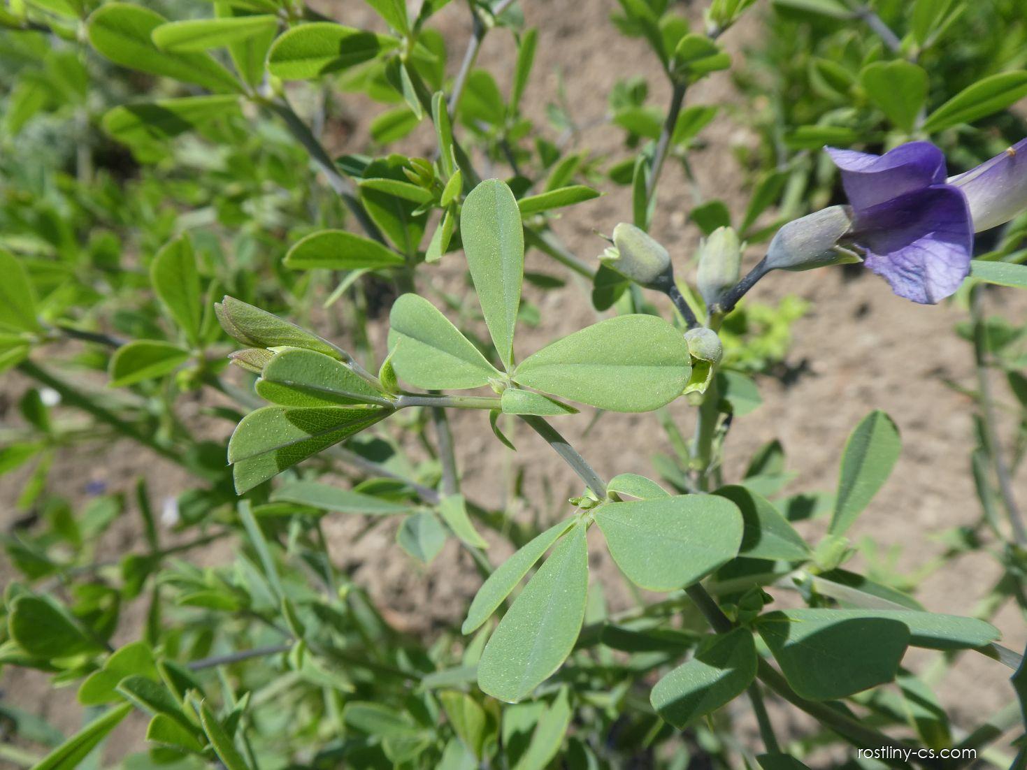 Baptisie jižní - list (Baptisia australis), listy | Rostliny-cs.com