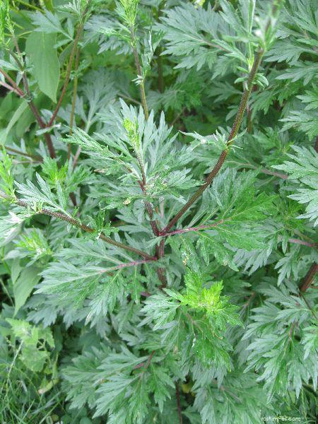 pelyn-k-ernob-l-artemisia-vulgaris-rostliny-cs
