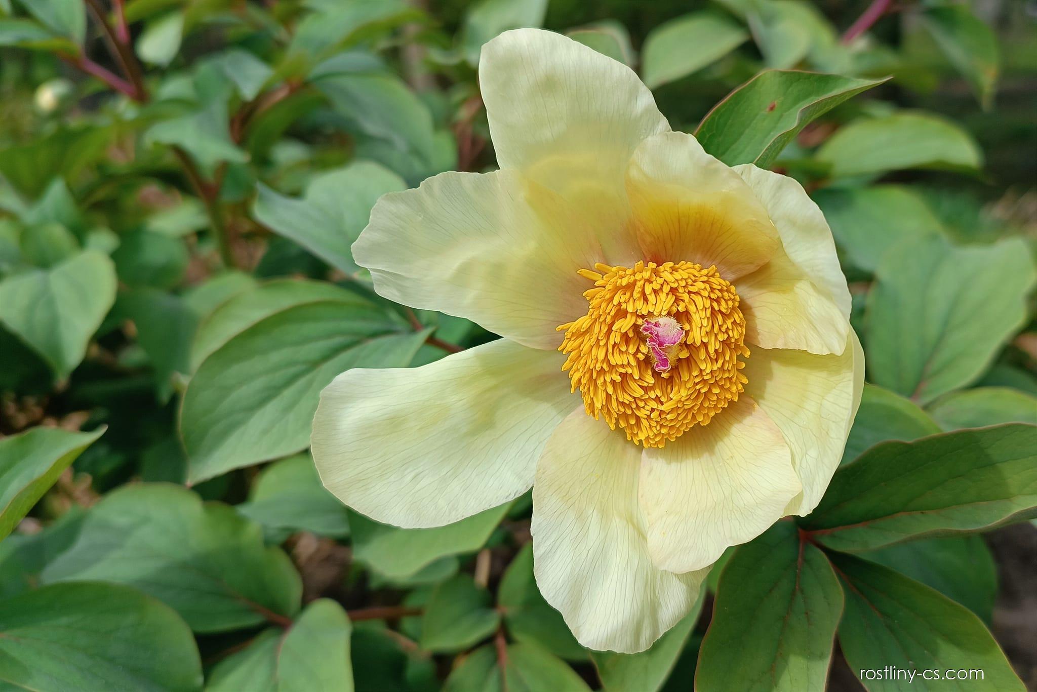 52635-pivonka-yellow-caucasian-240409091133.jpg