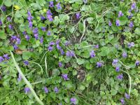 Violka vonná (Viola odorata)