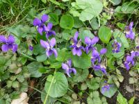 Violka vonná (Viola odorata)