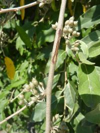 Hlošina okoličnatá - nezralé plody (Elaeagnus umbellata)