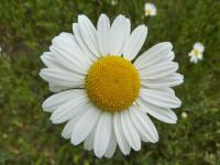 Kopretina bílá (Leucanthemum vulgare) Kopretina bílá (Leucanthemum vulgare)