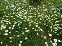 Kopretina bílá (Leucanthemum vulgare) Kopretina bílá (Leucanthemum vulgare)