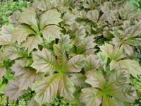 Rodgersie stopkolistá (Rodgersia podophylla)