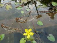 Plavín štítnatý (Nymphoides peltata)