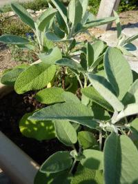 Šalvěj lékařská 'Oeschberg'