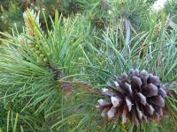 Borovice pokroucená (Pinus contorta)