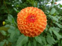 Jiřinka 'Mrs Kennedy' (Dahlia)