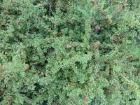 Skalník kašmírský (Cotoneaster cashmiriensis)
