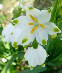 Bledule letní (Leucojum aestivum)