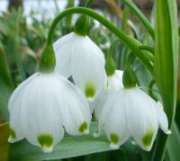 Bledule letní (Leucojum aestivum)