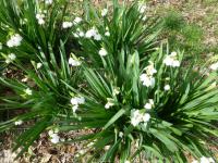 Bledule letní (Leucojum aestivum)