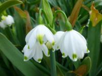 Bledule letní (Leucojum aestivum)