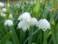Bledule letní (Leucojum aestivum)