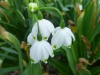 Bledule letní (Leucojum aestivum)