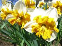 Narcis 'Parisienne' - Collar narcisy (Narcissus)
