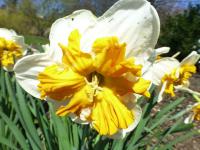 Narcis 'Parisienne' - Collar narcisy (Narcissus)