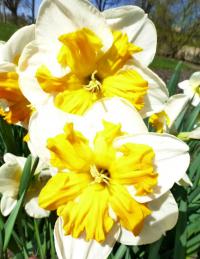 Narcis 'Parisienne' - Collar narcisy (Narcissus)
