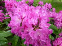 Pěnišník 'Milan' (Rhododendron)
