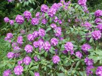 Pěnišník 'Mrs Davies Evans' (Rhododendron)