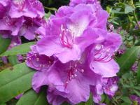 Pěnišník 'Mrs Davies Evans' (Rhododendron)