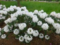 Pěnišník 'Herkules' (Rhododendron)
