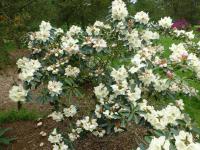 Pěnišník 'Loy' (Rhododendron)