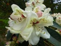 Pěnišník 'Loy' (Rhododendron)