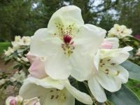 Pěnišník 'Loy' (Rhododendron)