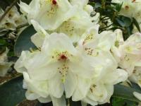 Pěnišník 'Loy' (Rhododendron)