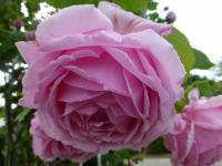 Růže 'Tolstoj' (Rosa)
