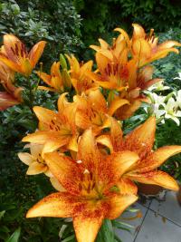 Lilie 'Long Wood' - LA hybridy (Lilium)