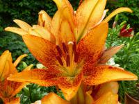 Lilie 'Long Wood' - LA hybridy (Lilium)