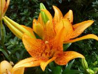 Lilie 'Long Wood' - LA hybridy (Lilium)