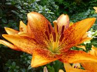 Lilie 'Long Wood' - LA hybridy (Lilium)