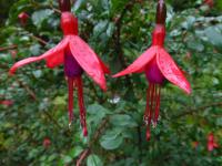 Fuchsie magellanská 'Riccartonii'