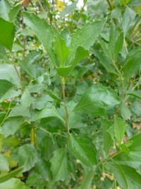 Pomíšenka nepitolistá (Baccharis halimifolia)