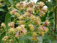 Pomíšenka nepitolistá (Baccharis halimifolia)
